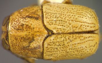 Media type: image;   Entomology 5046 Aspect: habitus dorsal view